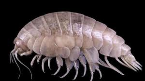 Image result for New discovered species with microplastics
